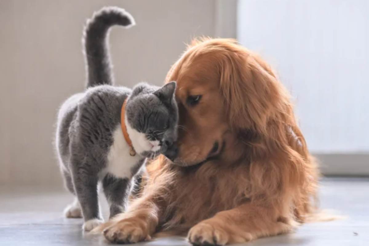 Cani e gatti