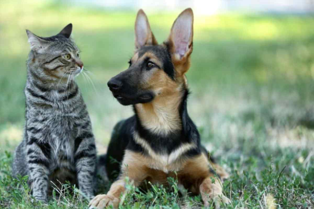 Cani e gatti