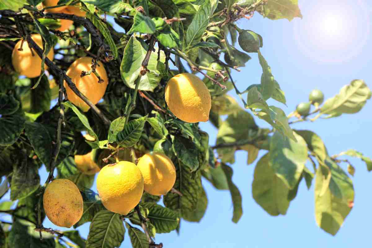 Limoni